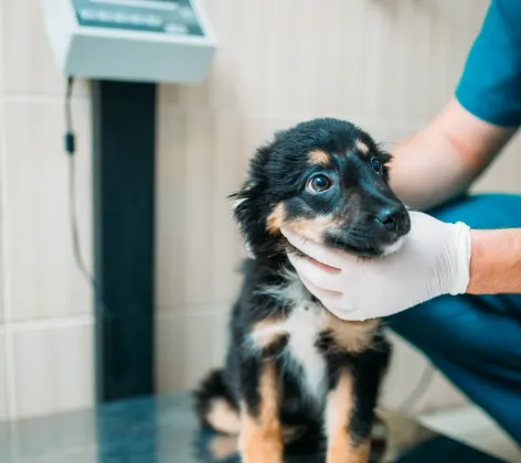 Dog being examined by doctor